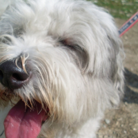 Photo #234617 de Vivaldi