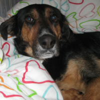 Photo #234629 de Benji