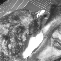 Photo #234630 de Benji