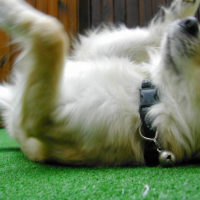 Photo #234632 de Suzie