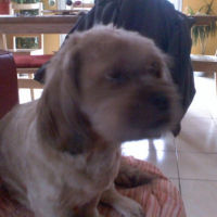 Photo #234641 de Elliot