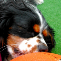 Photo #234647 de Wann