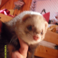 Photo #234671 de Fury