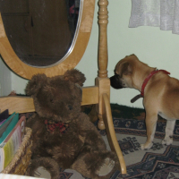 Photo #234701 de Milo