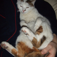 Photo #234723 de Kroquet