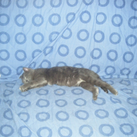 Photo #234724 de Timon
