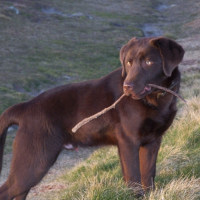 Photo #234736 de Elyot