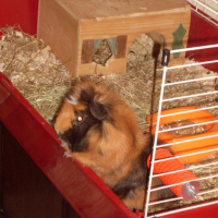 j'adore regarder en dehors de ma cage