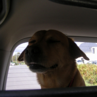 Photo #234760 de Ulysse