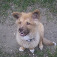 Photo #234794 de Tico