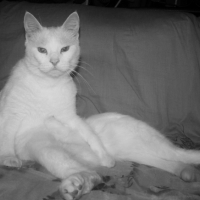 Photo #234795 de Dollard