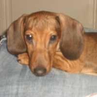 Photo #234830 de Ernest