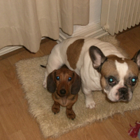 Photo #234831 de Ernest