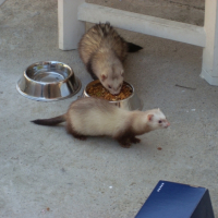 Photo #234848 de Doug
