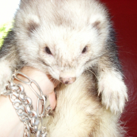 Photo #234849 de Doug