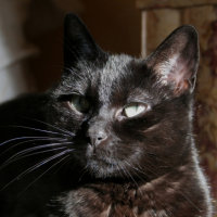 Photo #234858 de Punky