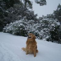 Photo #234919 de Goldy