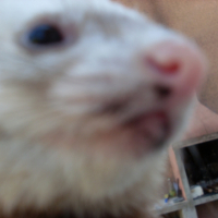 Photo #234924 de Elfie