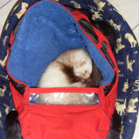 Photo #234926 de Elfie