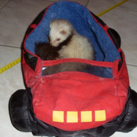 Photo #234929 de Elfie