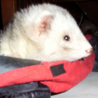 Photo #234930 de Doug