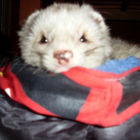 Photo #234932 de Doug