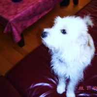 Photo #234998 de Falco
