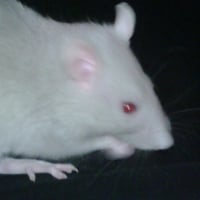 Photo #235039 de Sookie