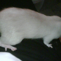 Photo #235040 de Sookie