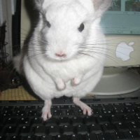 Photo #235173 de Meyko
