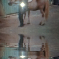Photo #235192 de Homerd