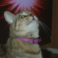 Photo #235207 de Tigrette