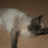 Photo #235211 de Chanelle