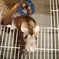Photo #235217 de Lilou et nikita