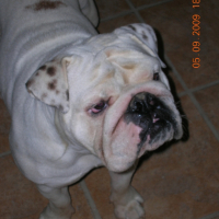 Photo #235258 de Bimbo kaya