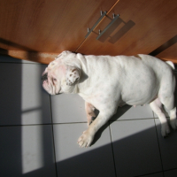Photo #235259 de Bimbo kaya