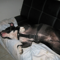 Photo #235274 de Boomker