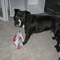 Photo #235275 de Boomker