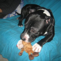 Photo #235276 de Boomker