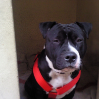 Photo #235277 de Boomker