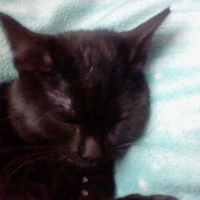 Photo #235279 de Shadow