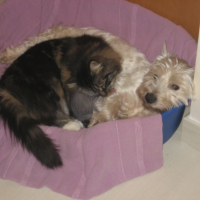 mimo qui lui fait sa toilette