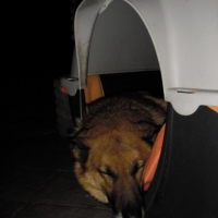 Photo #235292 de Ursias