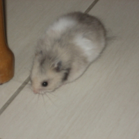 Photo #235348 de Christal