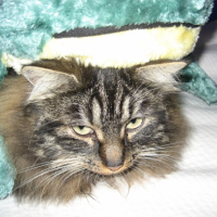 Photo #235349 de Mimolette-wuly
