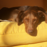 Photo #235382 de Tequilla