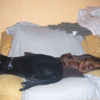 Photo #235383 de Tequilla