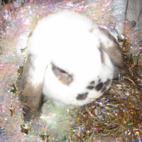 Photo #235390 de Nolin