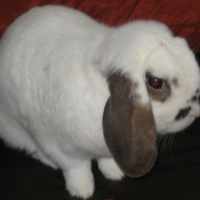 Photo #235391 de Nolin