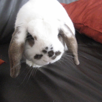 Photo #235392 de Nolin